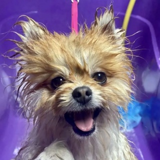 Спрей для зволоження та розгладження AUNA 300 мл